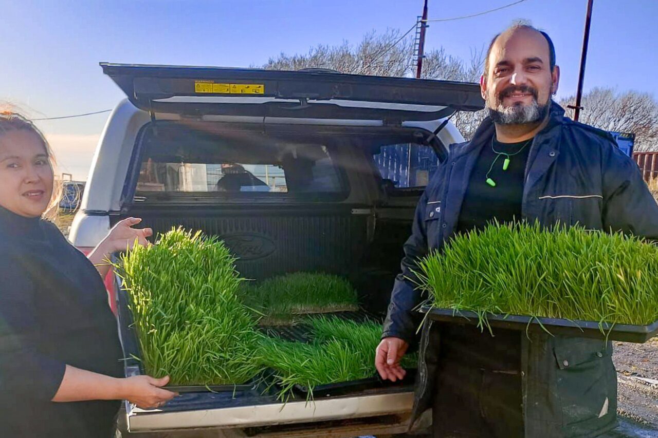 El Municipio acompaña a productores avícolas con la entrega de forraje hidropónico