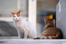 gatos