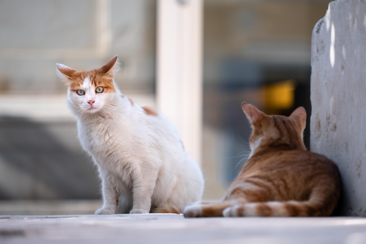 La protectora “Como Perros y Gatos” tiene animales judicializados