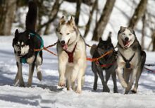 huskies perro trineo