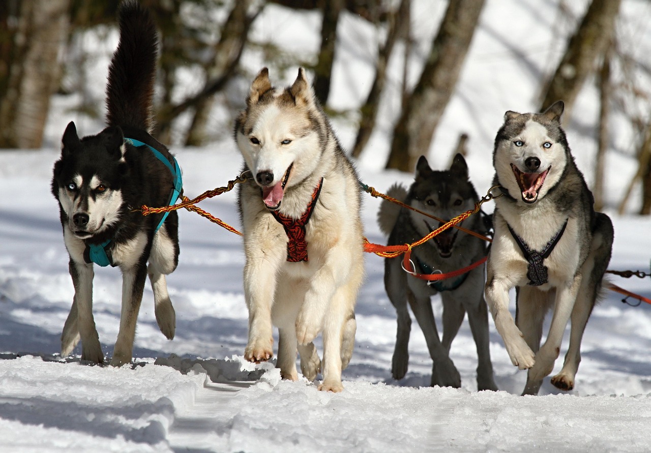 Denuncia: centros invernales continúan utilizando huskies para actividades de tiro