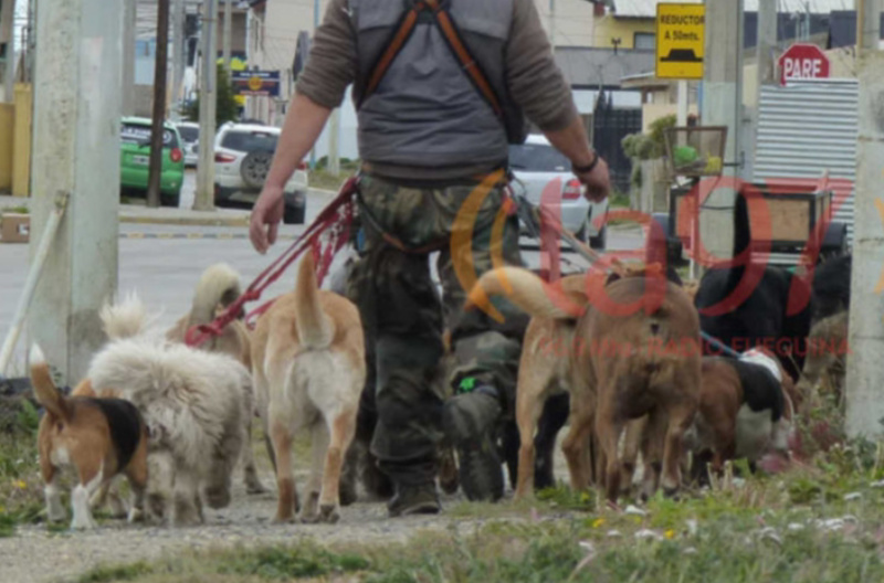 “Río Grande Adopta” expone a un paseador que maltrata a sus perros