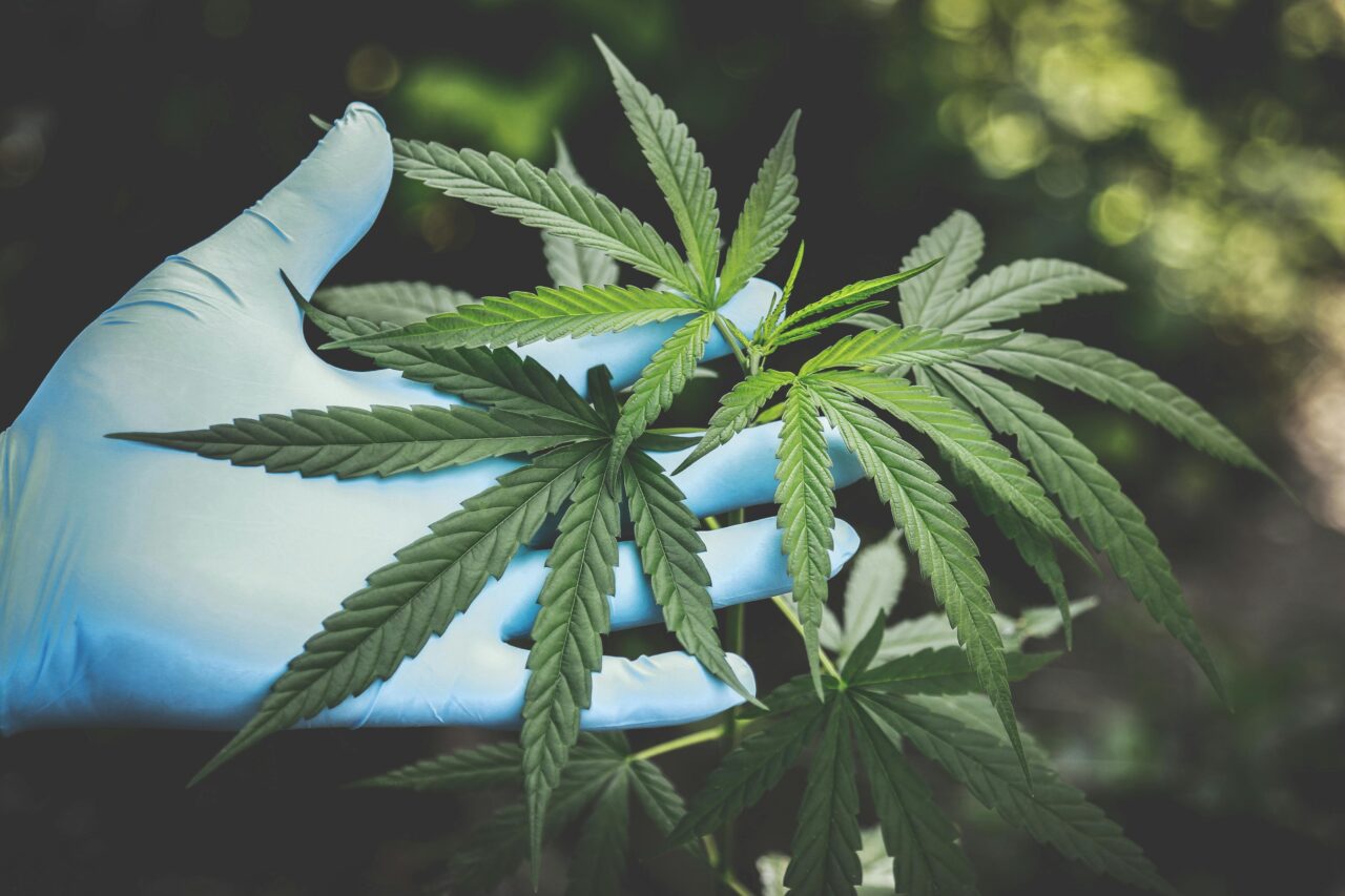 CBD y salud mental: lo que dice la ciencia