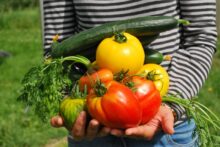 vegetales huerta alimentos saludable verduras