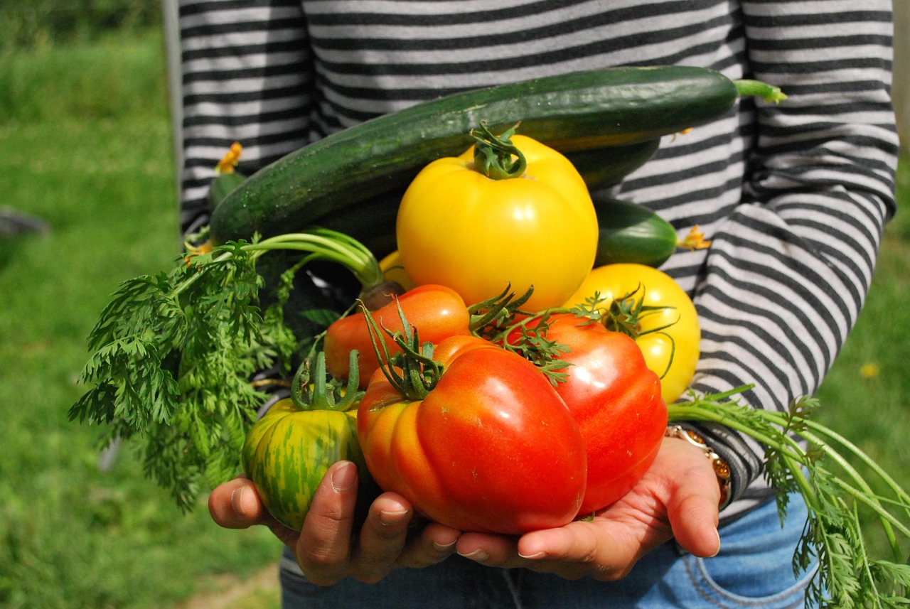 vegetales huerta alimentos saludable verduras