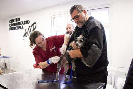 zoonosis perros animales mascotas