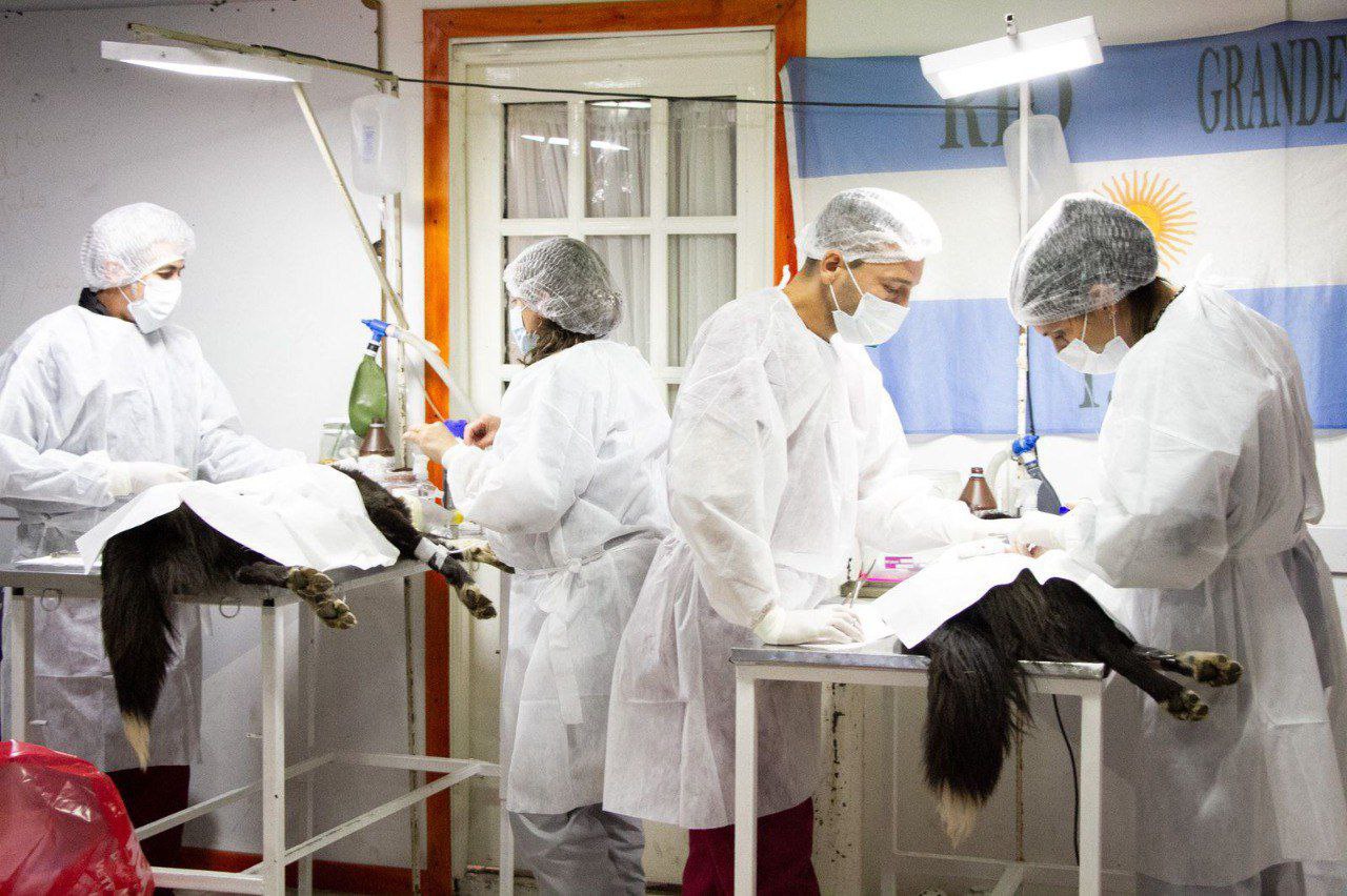 Se viene una nueva jornada de castración de animales en Zona Sur