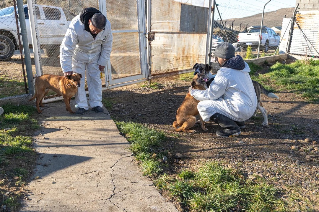 Chubut contará con una sala de necropsias para investigar casos de maltrato animal