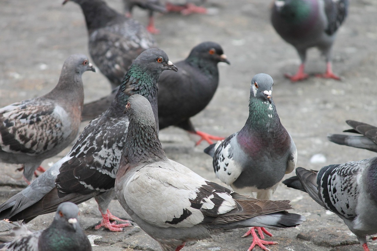 Invasión de palomas: un fenómeno que señala el cambio climático