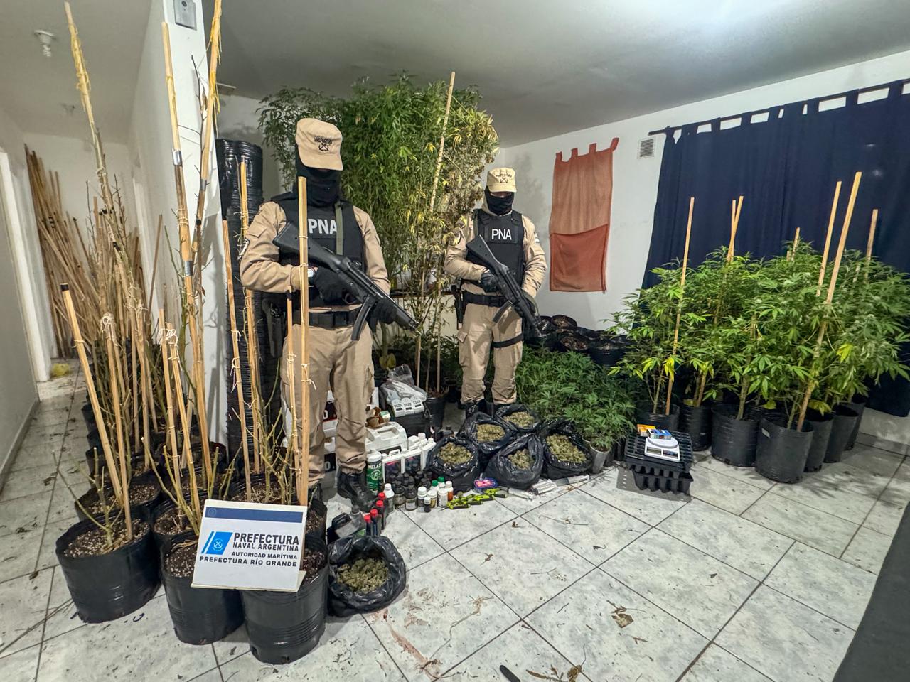Incautaron marihuana y elementos de cultivo valuados en 140 millones