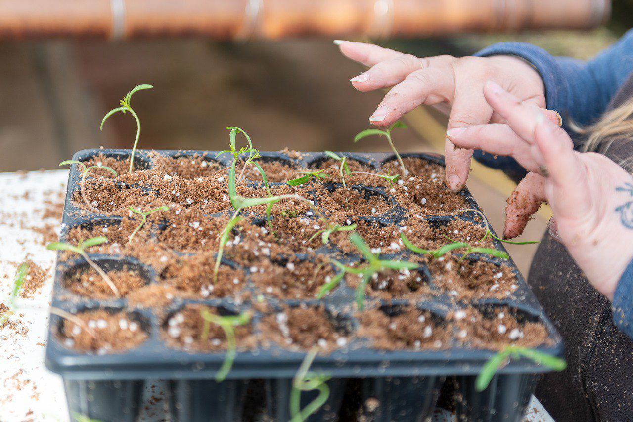 Abiertas las inscripciones para recibir plantines de verduras