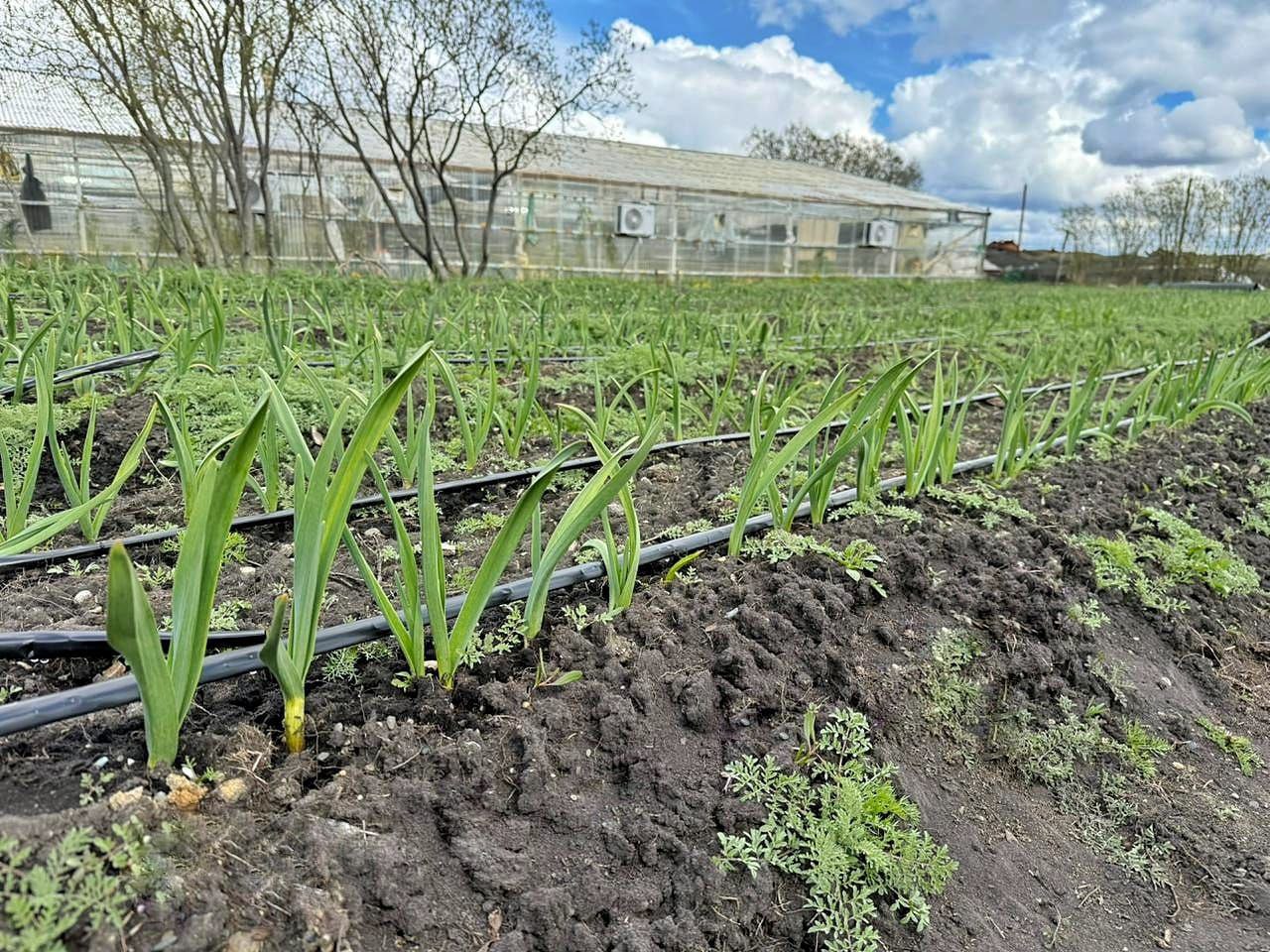 Instalaron líneas de riego en la producción de Ajo Violeta