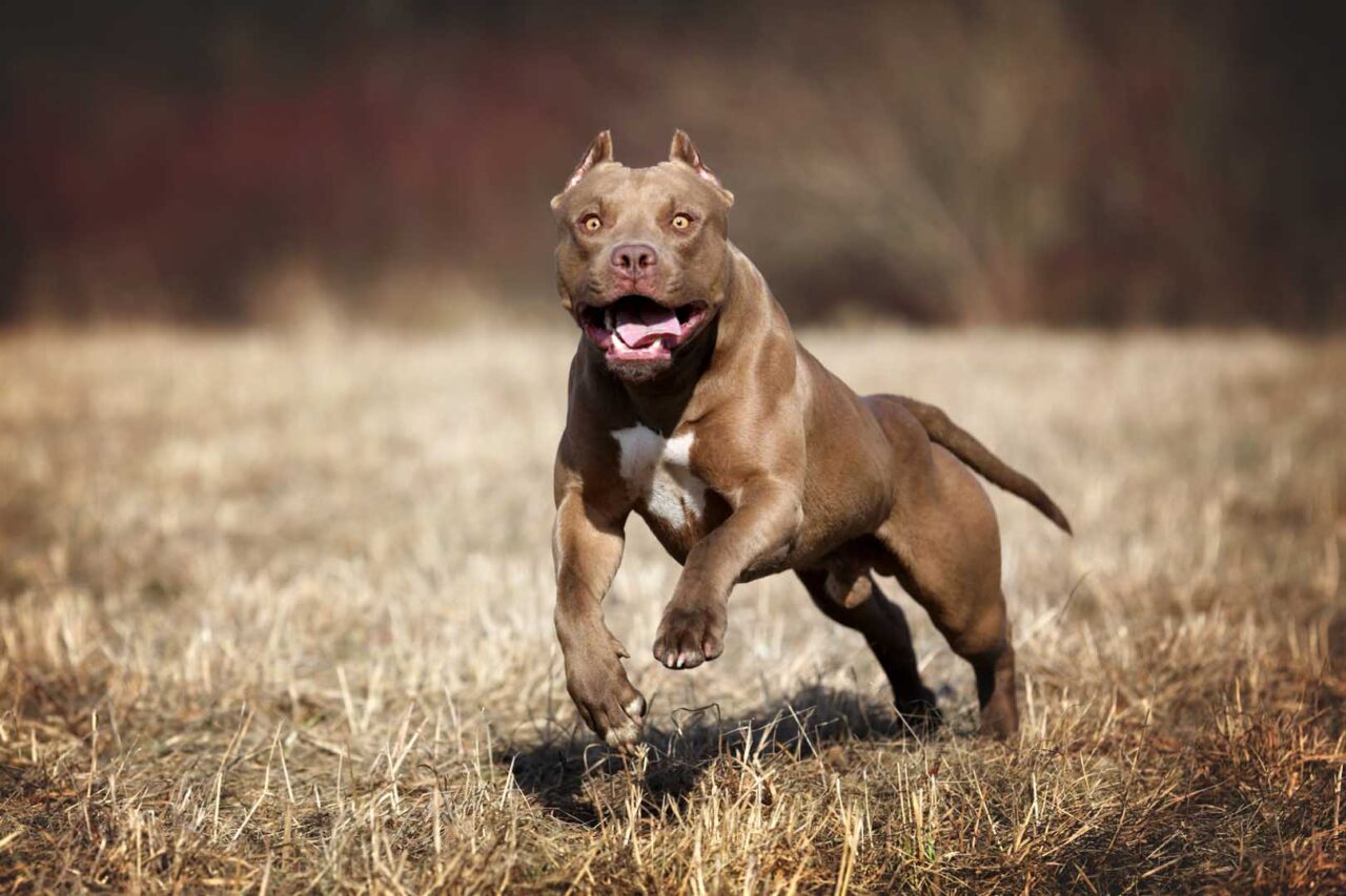 Alarma en Altos de la Montaña por un pitbull violento