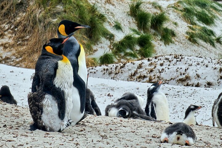 Detectan aumento de mortalidad en pingüinos y temen un brote de gripe aviar