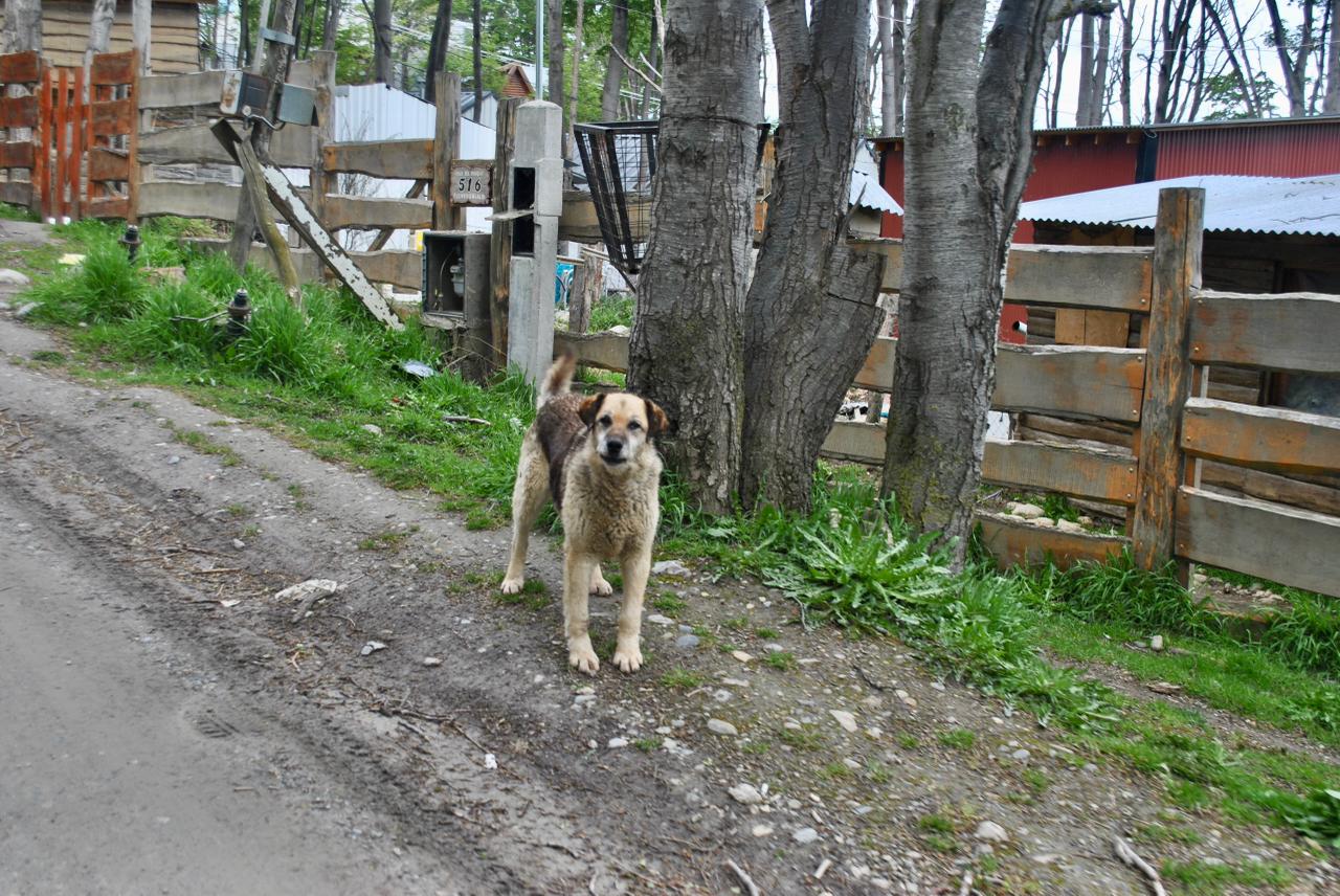 Se realizó un relevamiento de perros sueltos en la provincia