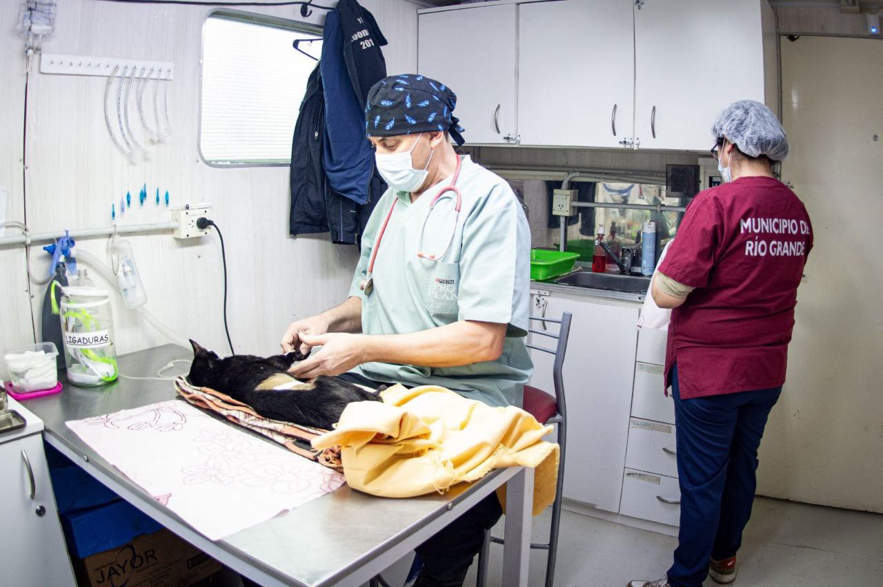 Invitan a acceder al servicio veterinario de castración