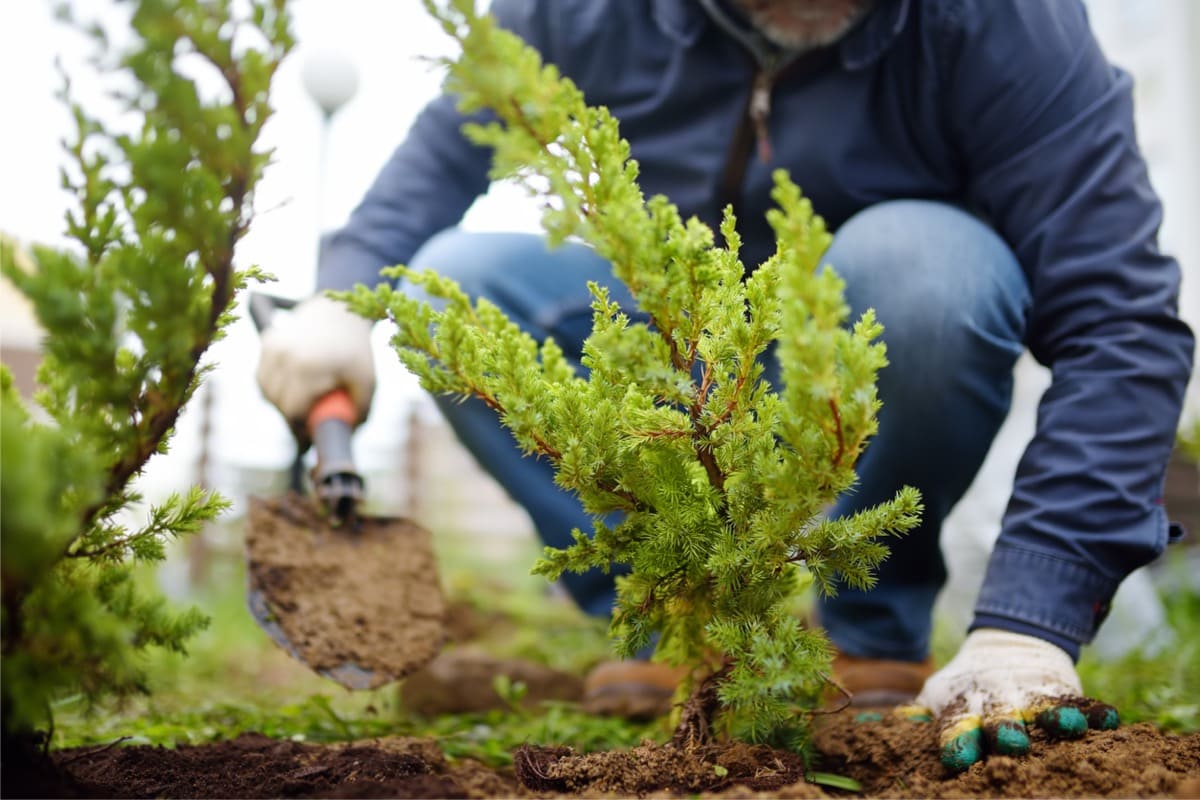 Continúa vigente la bonificación en impuestos por plantar árboles en las veredas