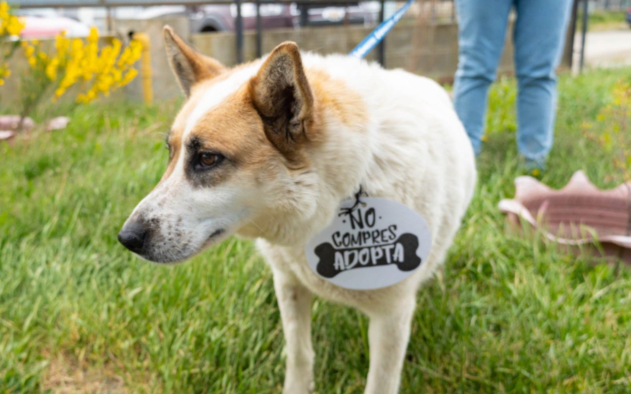 Promueven jornadas de adopción responsable