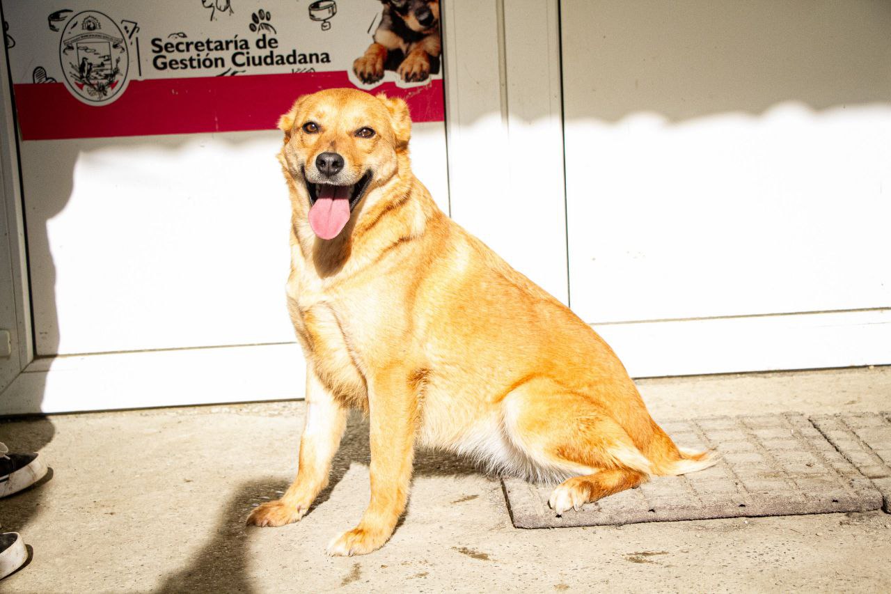 Donaciones en acción, ferias y asistencia a los animales