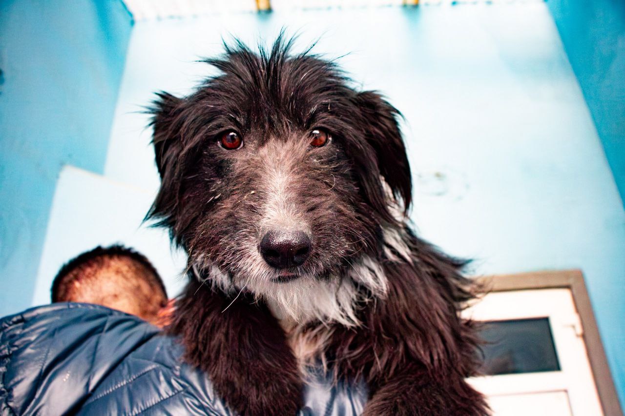 Llega la guardia veterinaria móvil para emergencias y vacunación