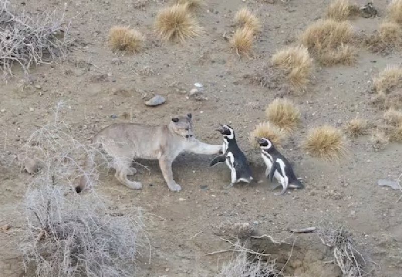 La compleja convivencia entre depredadores, presas y hombre