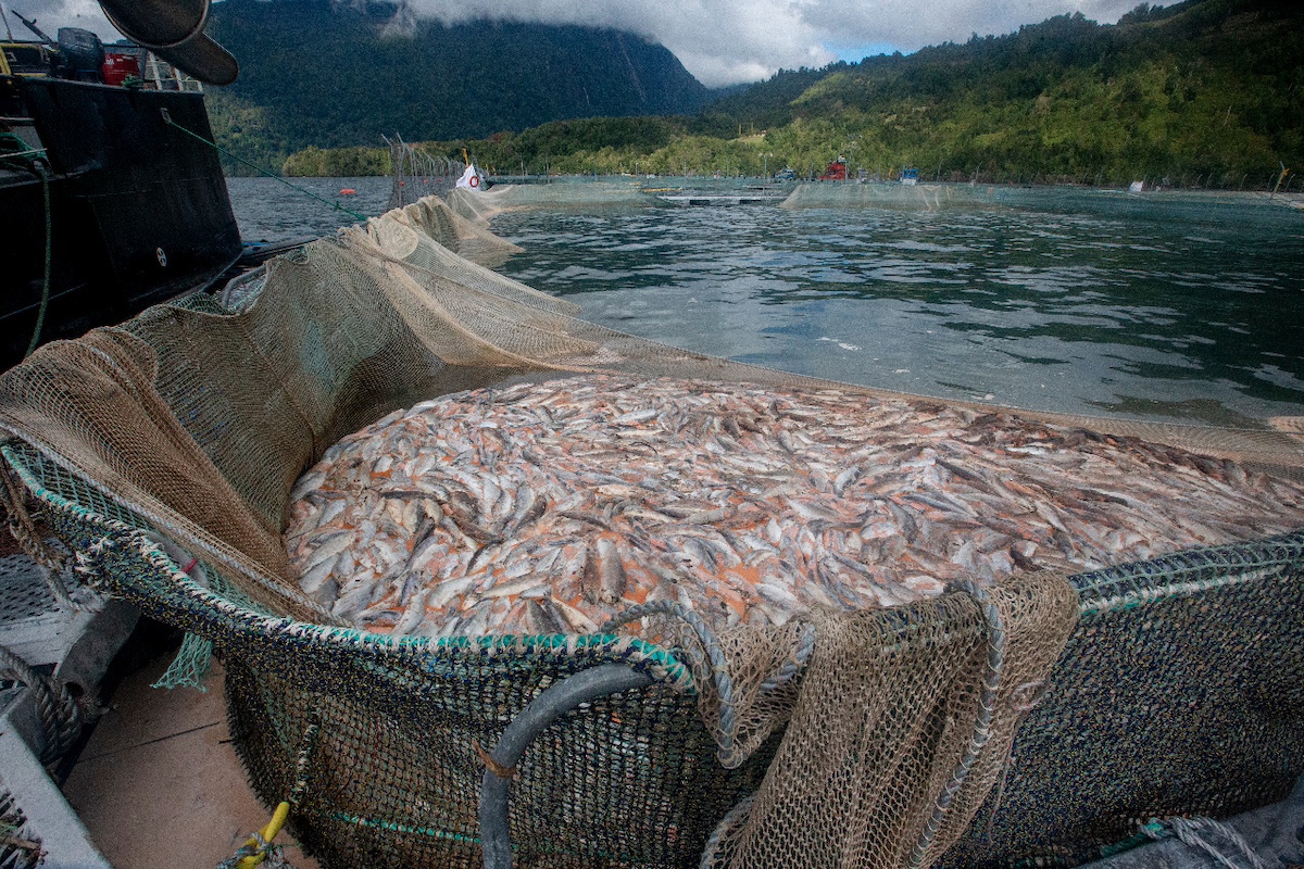 Salmones