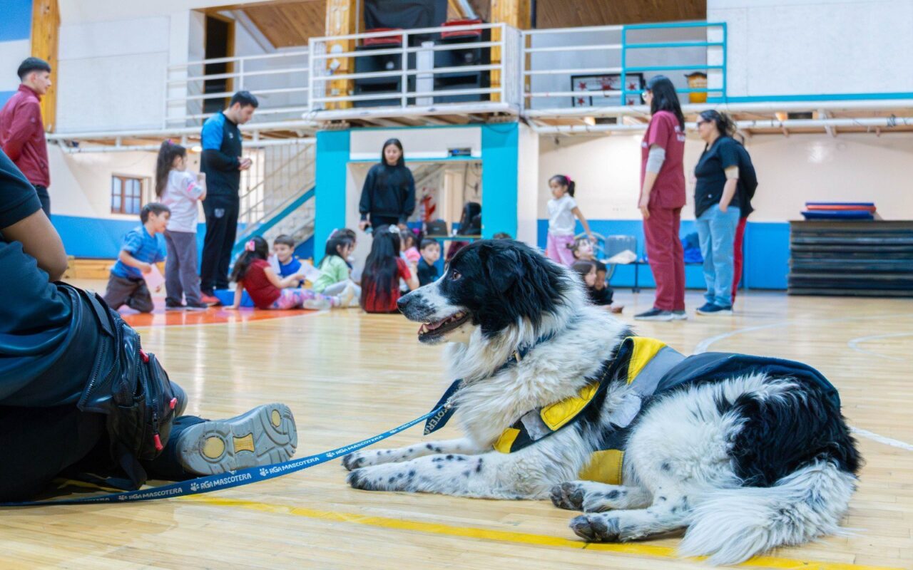 Promueven la tenencia responsable de mascotas