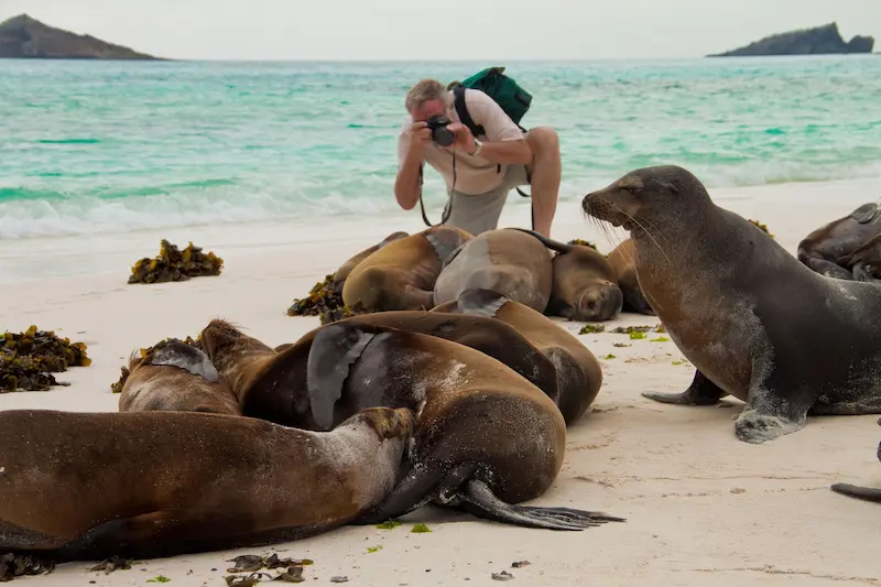 Fotógrafo retrata un grupo de lobos marinos descansando en la arena de una playa, con el océano turquesa de fondo