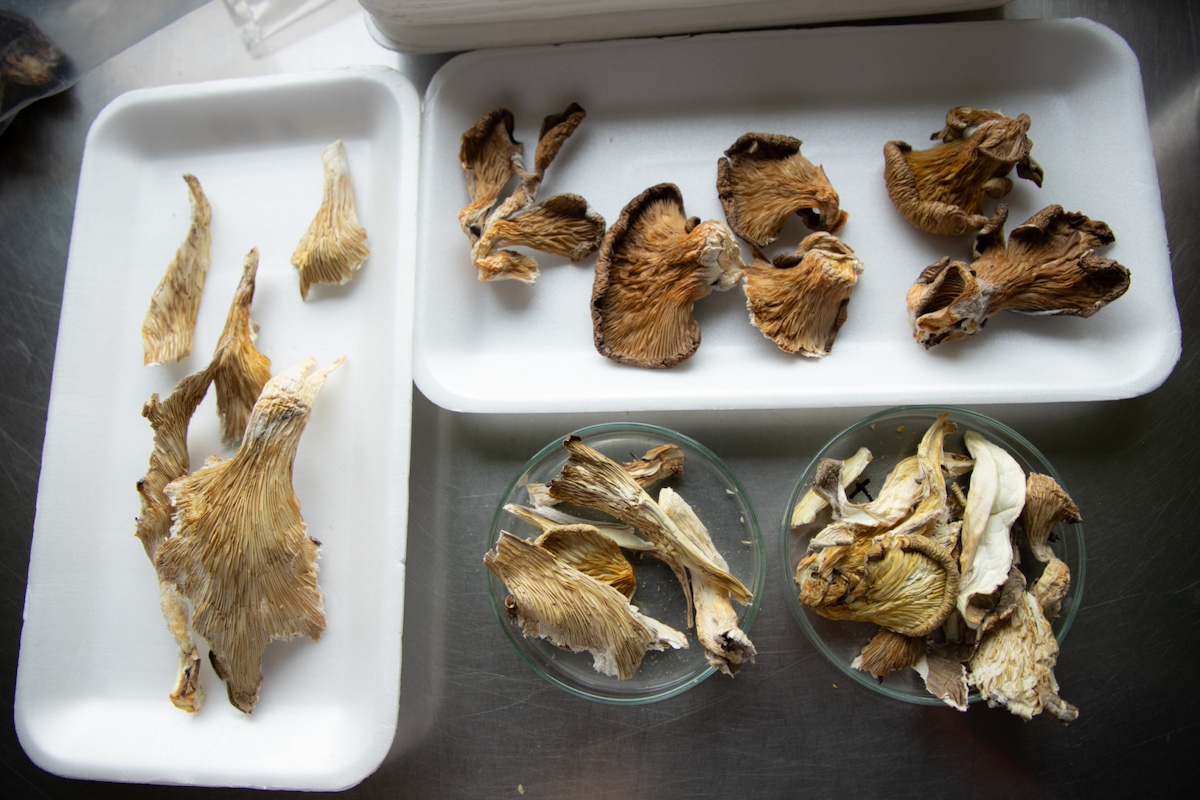 Transforman hongos comestibles en alimentos funcionales