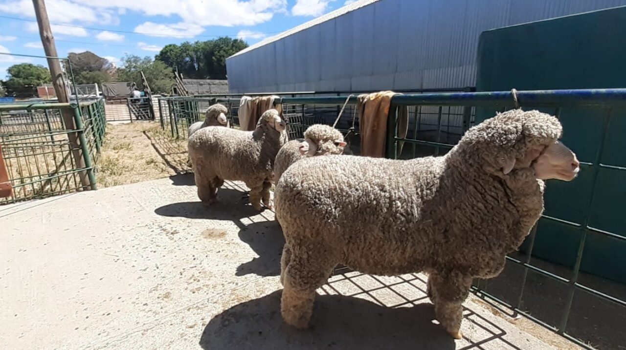Requisitos para el ingreso de reproductores ovinos a exposiciones en zonas libres de sarna
