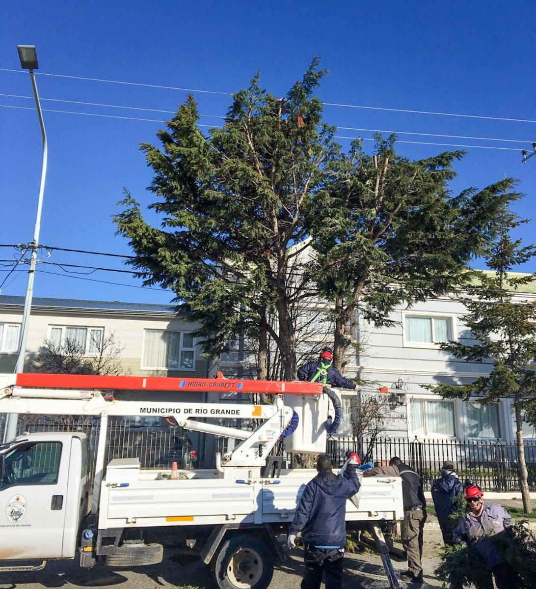 Río Grande impulsa la correcta plantación de árboles en espacios públicos