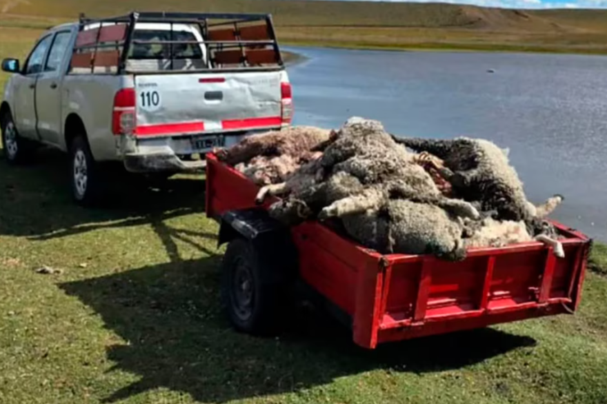 Grave: más de cien corderos de la Misión Salesiana, asesinados por perros salvajes