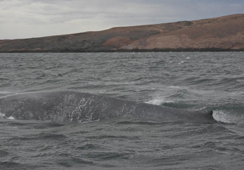 Por primera vez avistan una ballena azul en la costa de Chubut