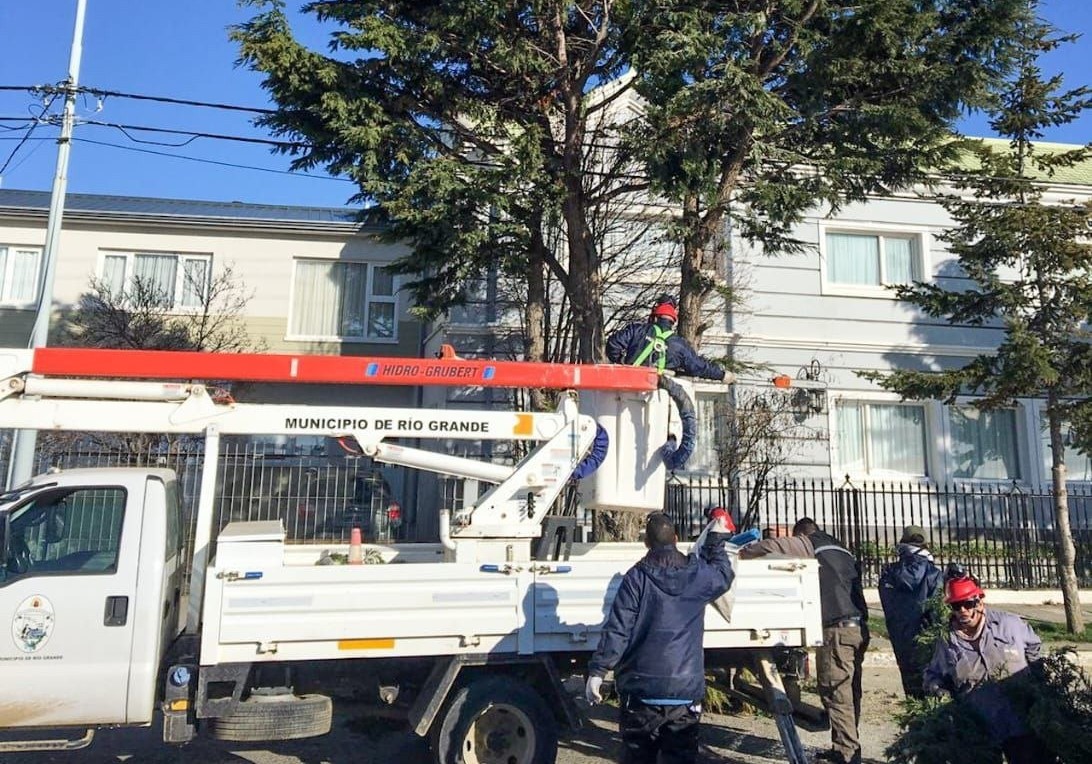 La Intendencia brinda el servicio de poda de árboles