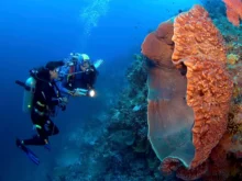 Dos buceadores observan una gran esponja marina naranja adherida a un arrecife.