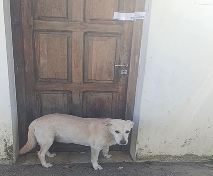 Buscan un hogar para un perrito que acompañó a su dueña hasta el final