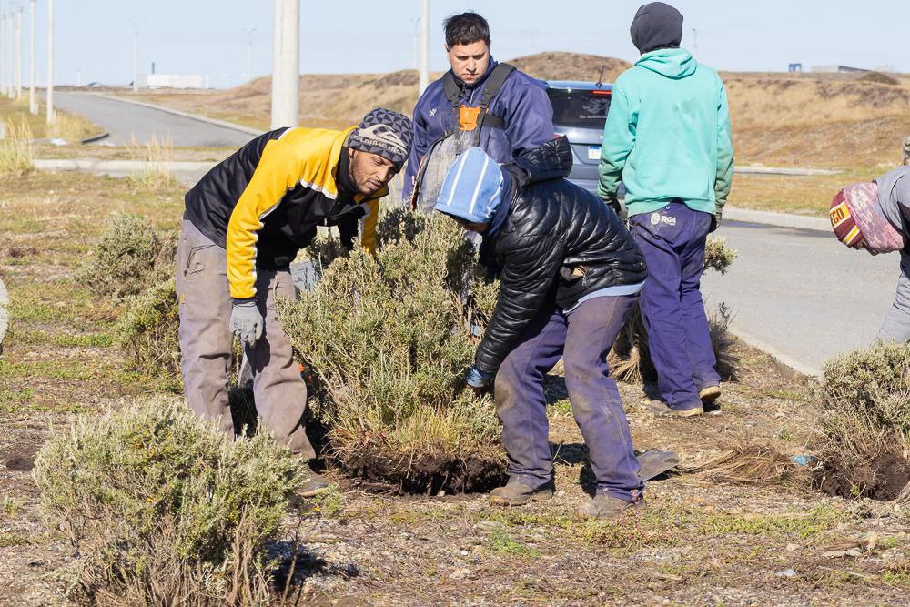 Incorporan especies autóctonas en distintos espacios verdes