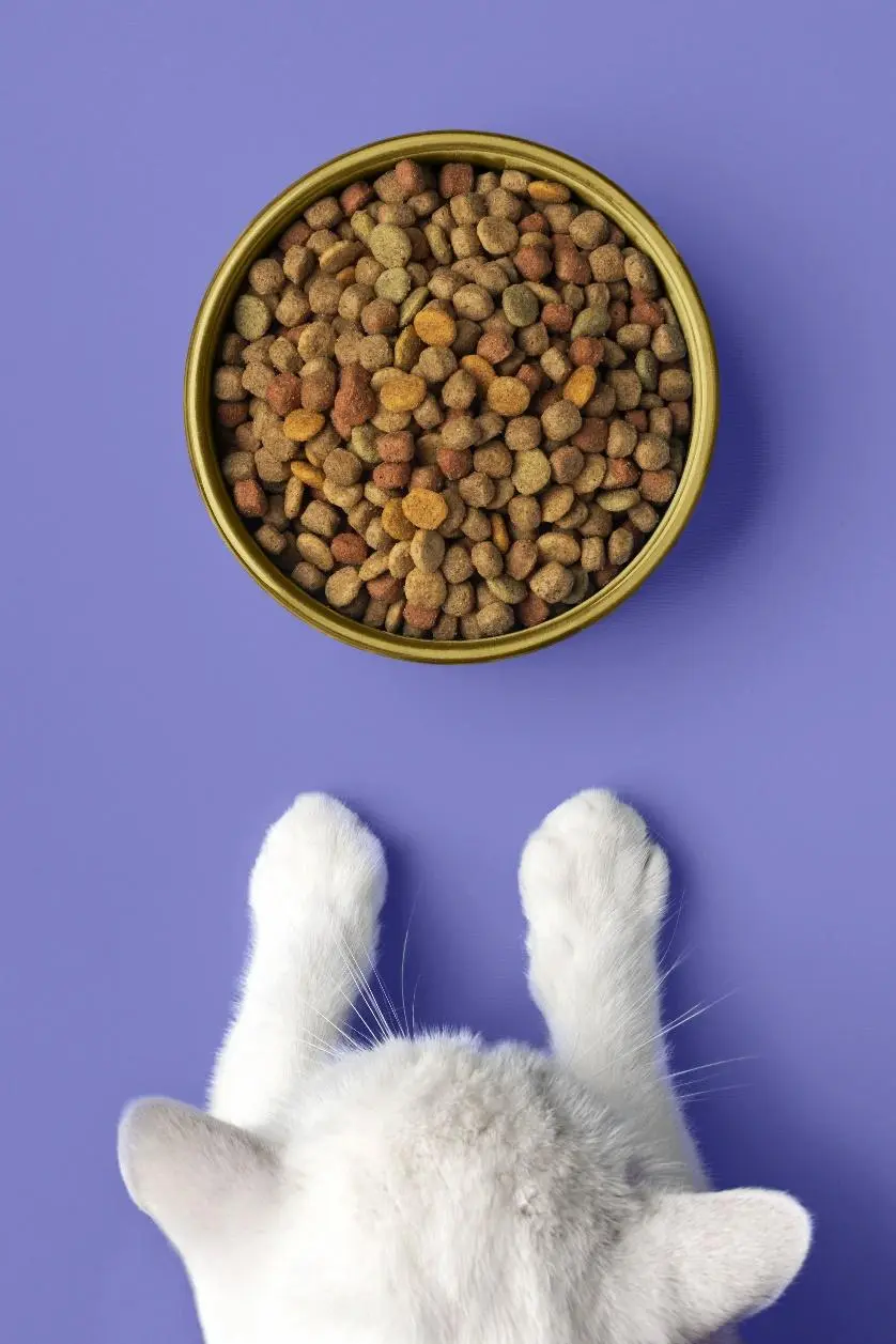 Gato blanco observa un bowl lleno de alimento seco sobre un fondo violeta