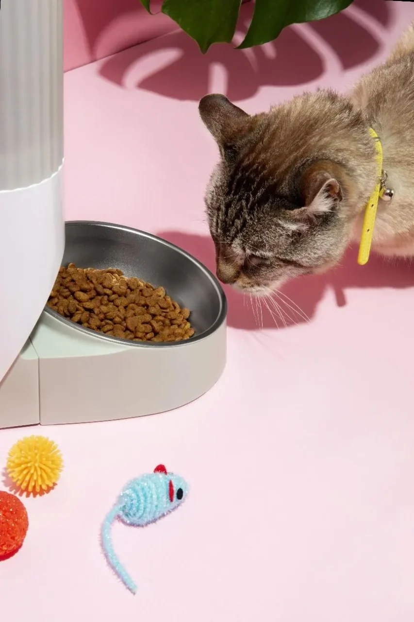 Gato atigrado se acerca a un comedero con alimento seco sobre una superficie rosa