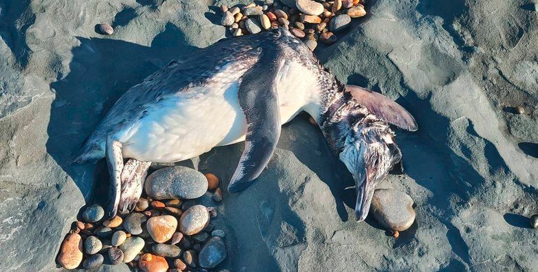 pinguinitos muertos pinguinitos muertos