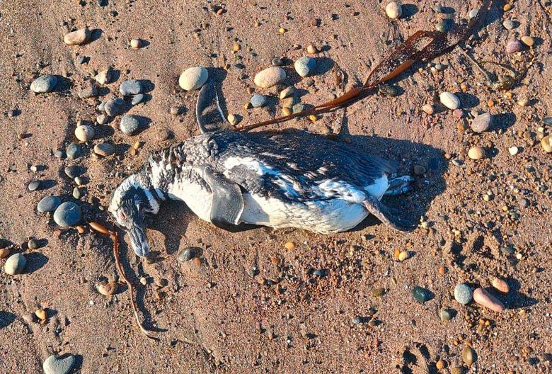 Alarma en Chubut y Santa Cruz por la aparición de pingüinos muertos