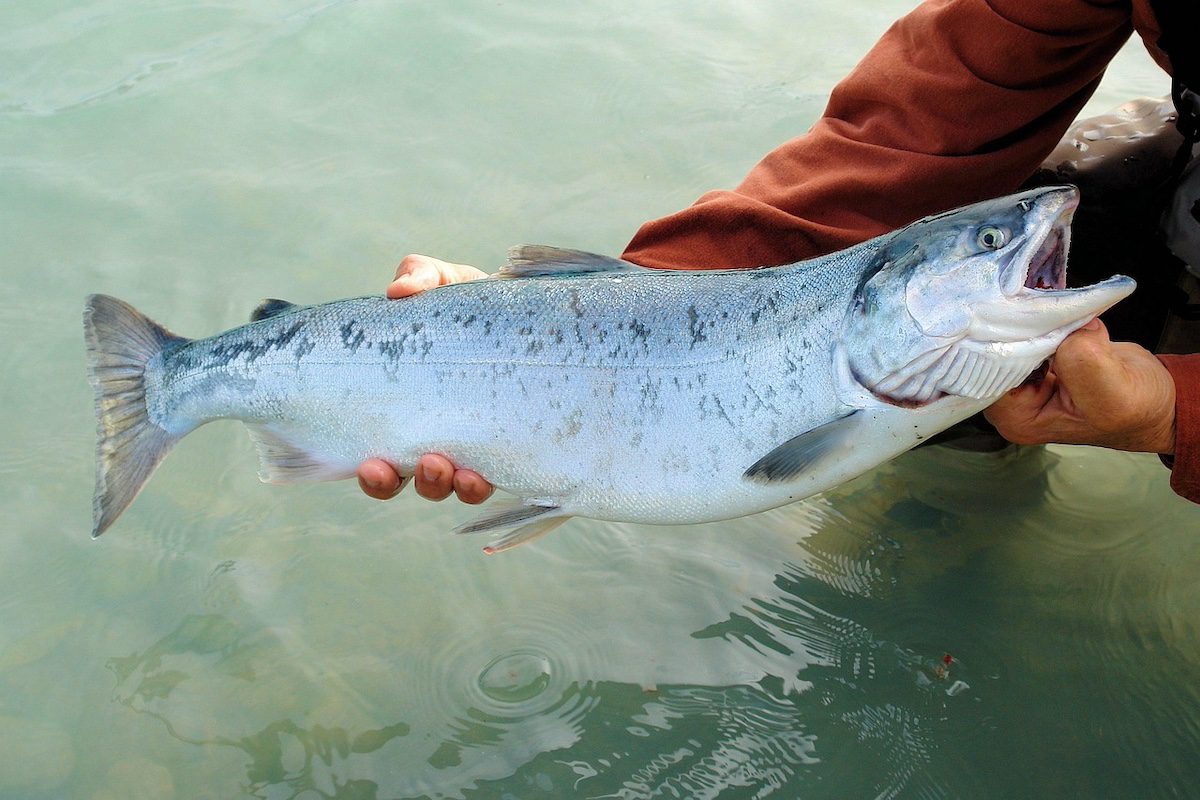 salmon