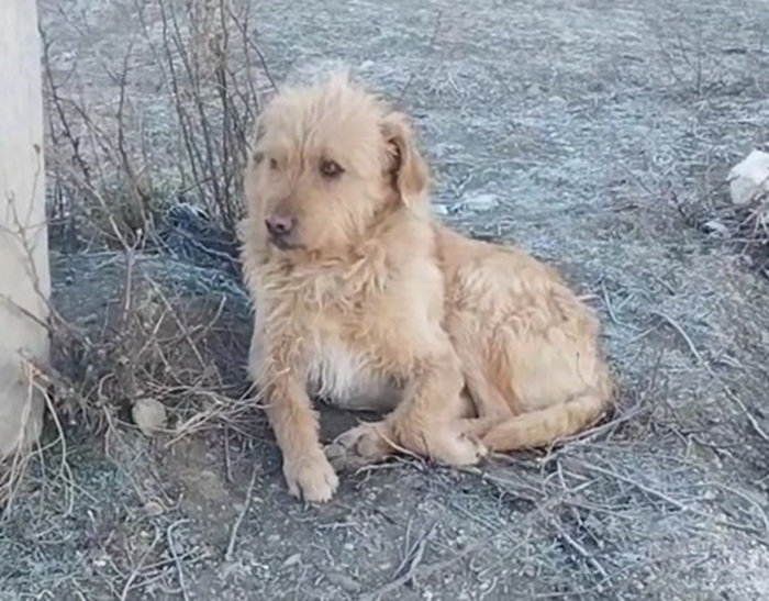 Guardia Animal pidió denunciar casos de perros expuestos al frío extremo