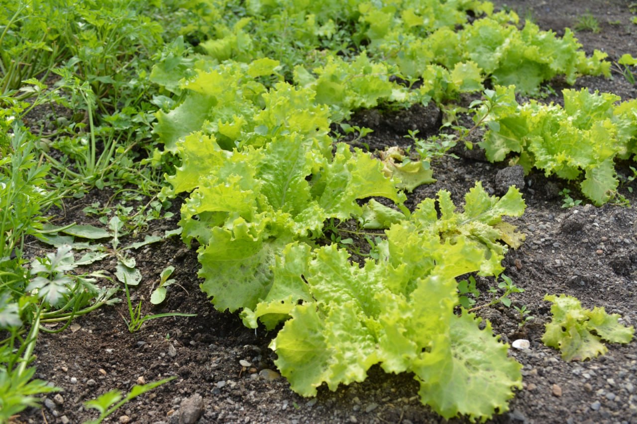 Capacitación sobre buenas prácticas agrícolas
